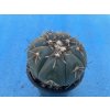 Echinocactus horizontalonius JABO 32