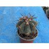 Echinocactus horizontalonius ,El Oso