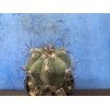 Echinocactus horizontalonius PC 70 Saltilo,Coah