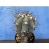 Echinocactus horizontalonius PC 70 Saltilo,Coah