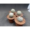 Gymnocactus saueri v.septentrionale