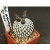 Pelecyphora pseudopectinata RS 620