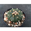 Astrophytum asterias nudum