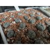 Lophophora difusa Kehresi ,Rio Verde