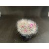 Mammillaria bocasana v.rubriflora