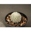 Pelecyphora aselifirmis RS 550