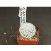Mammillaria hererae cadereta