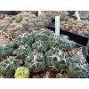 Coryphantha valida