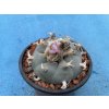 Lophophora williamsi