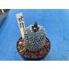 Pelecyphora pseudopectinata PP 402