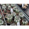 Copiapoa cinerea PHA 614