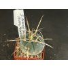 Gymnocallicium armatum JO 600