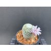 Mammillaria hererae v.albiflora