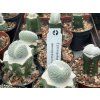 Epithelentha densispina cristata