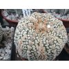 Astrophytum asterias cv.Supercabuto