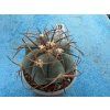 Echinocactus horizontalonius SN 2005