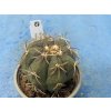 Echinocactus horizontalonius Tangue Nuevo,Siera la Concordia
