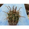 Ferocactus santa maria