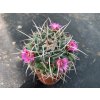 Mammillaria petersoni