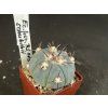 Echinocactus horizontalonius subiki RS 615