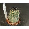 Copiapoa calderana JN 865