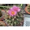 Thelocactus matudae