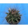 Thelocactus matudae