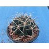 Gymnocallicium monvilei