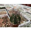 Astrophytum senile v.nigrum