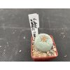 Lophophora frici v.albiflora RS 404