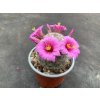 Mammilaria microcarpha