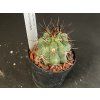 Copiopoa echinoides JN 789