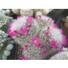 Mammillaria laui