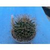 Mammillaria longithele