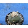 Lophophora difusa kehrezii,Rio Verde
