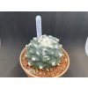 Lophophora difusa RS 476,Rio Verde