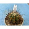 Echinocereus lindsayi MZ 1136