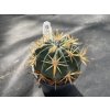 Ferocactus latispinus v.flavispinus