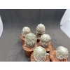 Pelecyphora aseliformis RS 550