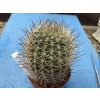Pyrhocactus aconcagoensis JN 775