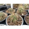 Echinocereus brandegei
