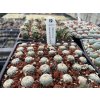 Mammillaria breviplumosa GM 2079