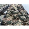 Echinocactus horizontalonius Est Menchaca
