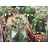Mammillaria carmenae