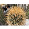 Ferocactus chrysacanthus