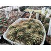 Ferocactus acanthodes BKLM 1004