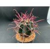 Ferocactus acanthodes