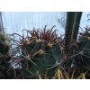 Ferocactus townsendianus