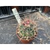 Ferocactus wislizeni var. falconeri KMR 592