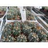 Gymnocalycium spegazini LF 68
